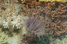 cerianthid